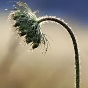 Queen Annes Lace in early morning
