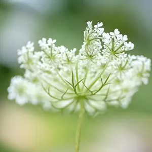 Queen Annes lace flower
