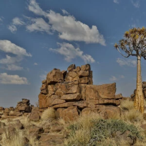 Quiver trees landscape, Namibia