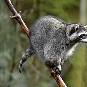 Raccoon (Procyon lotor) in tree, western Washington, USA