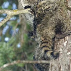 Raccoons (Procyon Lotor) of Fish Lake, Central Cascades, Washington, US, July 2006