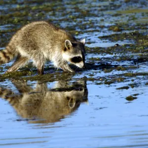 Racoon Clamming in Tidewater