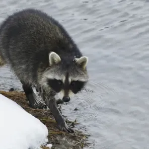 Raccoon Winter Foraging Print Raccoon Winter Foraging Print