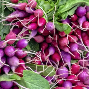 Radish Print, USA Radish Print, USA