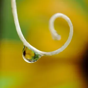 Rain drop with flower reflected. Credit as: Nancy Rotenberg / Jaynes Gallery / DanitaDelimont