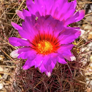 Rainbow hedgehog cactus blooming, Sonora Desert Museum, Tucson, Arizona