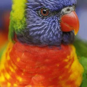 Rainbow lorikeet, native to Australia Rainbow lorikeet, native to Australia