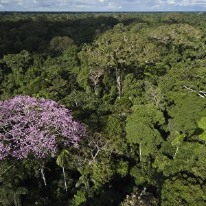 Rainforest Canopy with emergent flowering tree in Yasuni National Park