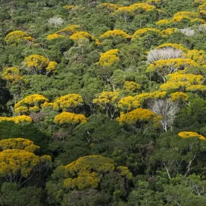 Rainforest Canopy Kupinang region GUYANA South America Rainforest Canopy Kupinang region GUYANA South America
