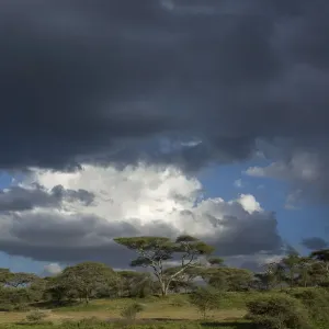 Rainstorm approaching Ndutu, Ngorongoro Conservation Area, Serengeti, Tanzania