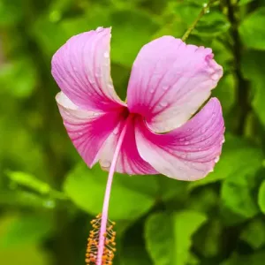 Ranthambore, Rajasthan, India. Delicate, pink and white Hibiscus flower dips over Ranthambore, Rajasthan, India. Delicate, pink and white Hibiscus flower dips over