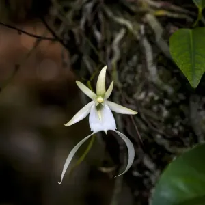 South Florida Swamp Ghost Orchid Print South Florida Swamp Ghost Orchid Print