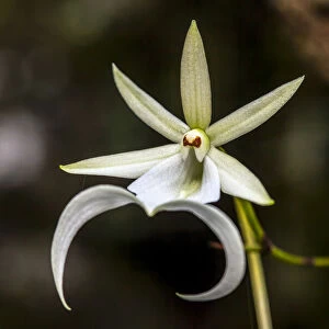 A rare Ghost orchid grows only in swamps in south Florida