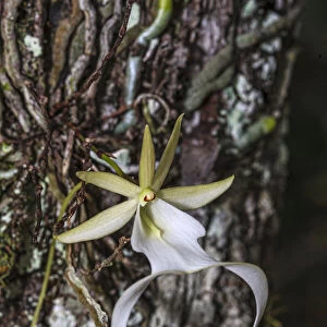 Nature & Découverte - Dendrophylax lindenii, l'orchidée fantôme