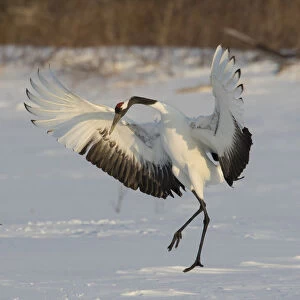 Rare red-crowned crane of Northern Island of Hokkaido, Japan