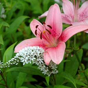 Reading, MA, USA, summer perennial garden with pink Asiatic lilies