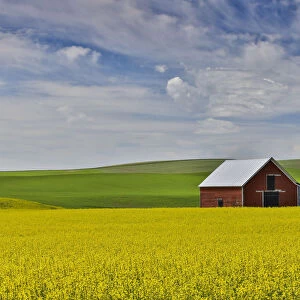 Red barn in canola field with dramatic sky just north of Moscow, Idaho