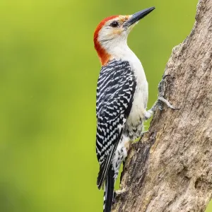 Red-bellied woodpecker male on dead tree, Marion County, Illinois Red-bellied woodpecker male on dead tree, Marion County, Illinois
