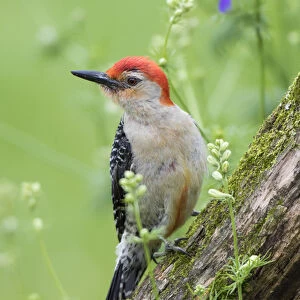 Red-bellied Woodpecker (Melanerpes carolinus) male in flower garden, Marion County, IL