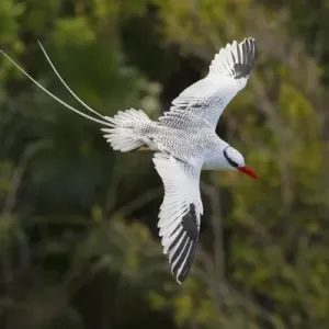 Red-billed Tropicbird Print (Trinidad) Red-billed Tropicbird Print (Trinidad)