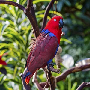 Red blue Female Eclectus Parrot close-up Native to Solomon Islands, New Guinea