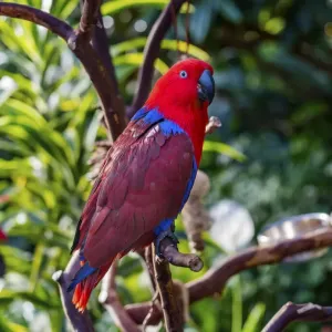 Red Blue Female Eclectus Parrot Print Red Blue Female Eclectus Parrot Print