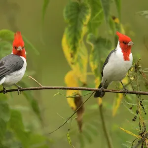 Red-Crested Cardinal