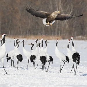 Red Crowned Crane of northern Island of Hokkaido and White-Tailed Eagle flying with fish, Japan