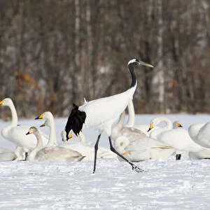 Red Crowned Crane and Whooper Swans on the northern Island of Hokkaido, Japan