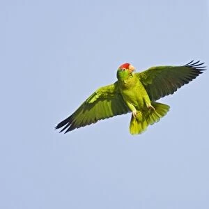 Red-crowned Parrot (Amazona viridigenalis) adult searching for a nesting cavity in palm tree