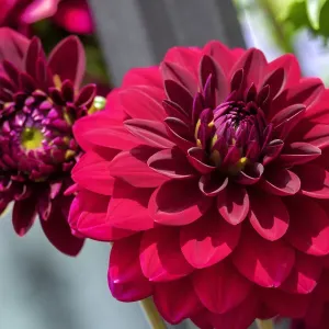 Red Dahlia Red Dahlia