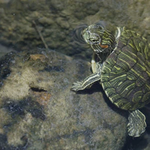 Red-eared Slider, Trachemys scripta elegans, young in creek, Willacy County, Rio Grande Valley