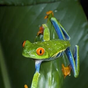 Red-eyed Tree Frog (Agalychnis callidryas) Costa Rica. (Not available for Textbook