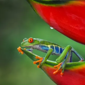 Red-eyed Treefrog, Costa Rica