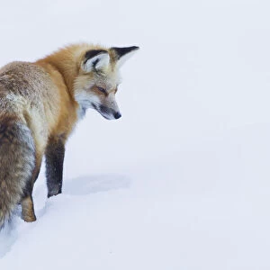 Red fox, intently listening for a potential meal beneath the snow