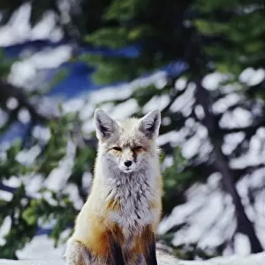 Red Fox sitting on snow bank, Vulpes, Mt. Rainier National Park, WA