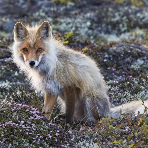 Red Fox; tundra in bloom
