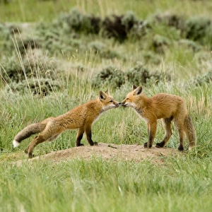 Red Fox (Vulpes Fulva) Kits at den near Saratoga, Wyoming