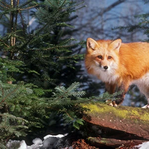 Red Fox (vulpes vulpes) on a Log