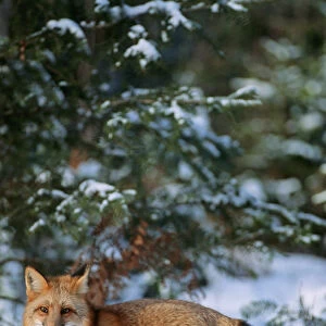 Red fox (Vulpes vulpes) walking in snow in winter, MT (Captive Animal)