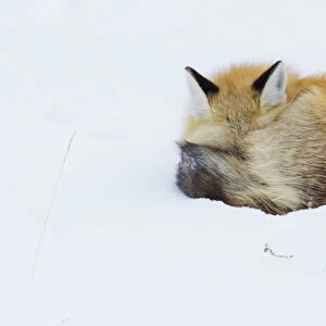 Red Fox; Winter Nap