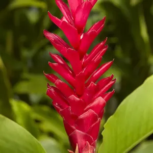 Red Ginger Print, Maire Nui Gardens