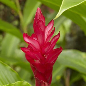 Red Ginger Flower (Alpinia purpurata), Coral Coast, Viti Levu, Fiji, South Pacific