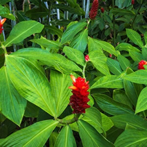 Red ginger at Hawaii Tropical Botanical Garden, Hamakua Coast, Big Island, Hawaii, USA