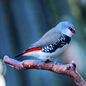 Red Grey Diamond Firetail Finch Plumage Close-Up. Native of Australia
