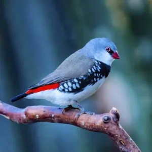Red Grey Diamond Firetail Finch Plumage Close-Up Print Red Grey Diamond Firetail Finch Plumage Close-Up Print