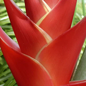 Red Heleconia flower on West Maui, Hawaii