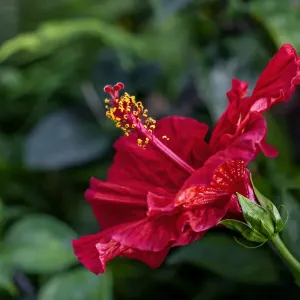 Red Hibiscus