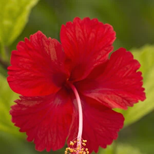 Red hibiscus, Hibiscus rosa-sinensis, Belize