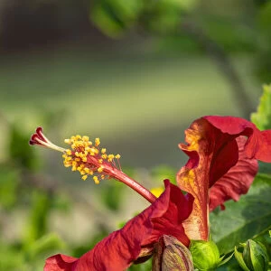 Red hibiscus, USA